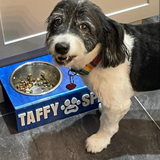 a dog eating out of his personalized pet bowl with his name and paw decal on it