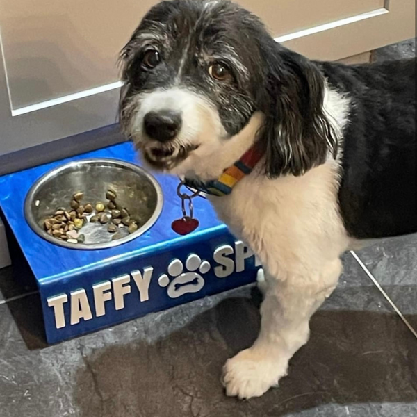 a dog eating out of his personalized pet bowl with his name and paw decal on it 